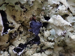 Flavoparmelia haysomii