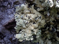 Flavoparmelia haysomii