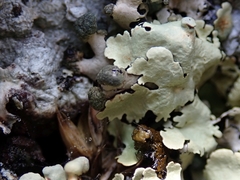 Flavoparmelia haysomii