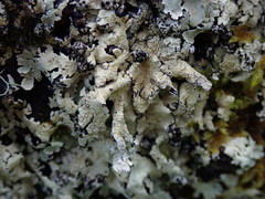 Flavoparmelia haysomii