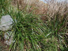 Anthoxanthum redolens