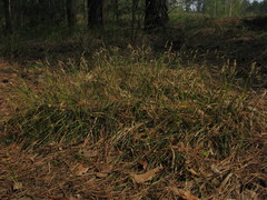 Carex ericetorum