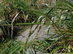 Anthoxanthum redolens