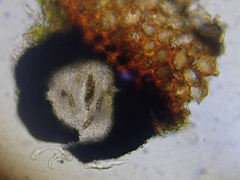 Hysterium acuminatum