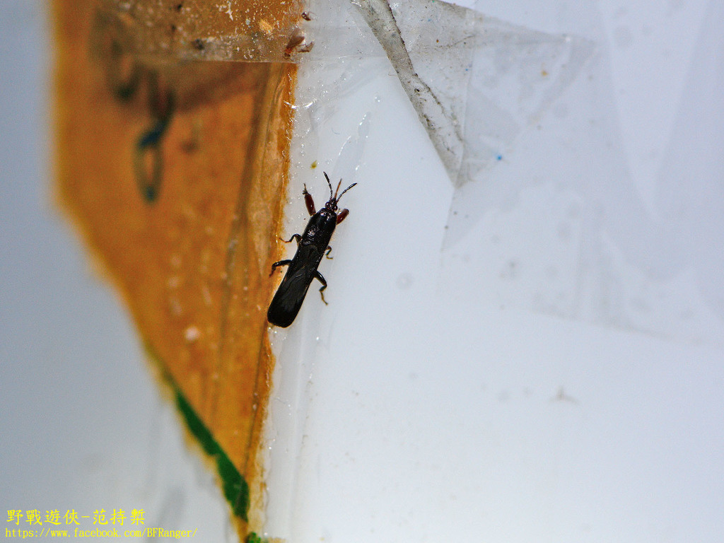 Spalacocoris nigritus