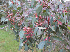 Eucalyptus cosmophylla