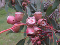 Eucalyptus cosmophylla