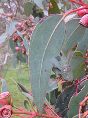 Eucalyptus cosmophylla
