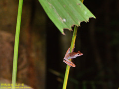 Polypedates colletti