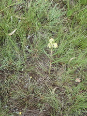 Xysmalobium involucratum