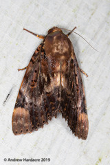 Arcte modesta