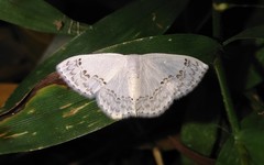Teldenia specca