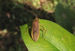 Homoeocerus