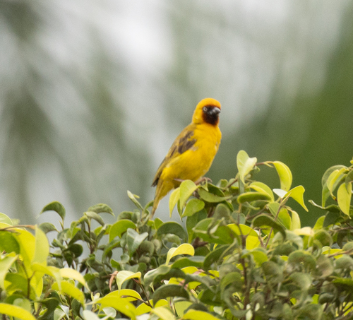 Northern Brown-throated Weaver (Ploceus castanops), photo 10