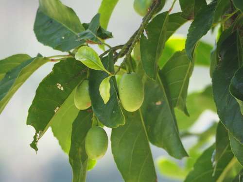 Image of Elaeocarpus serratus by no rights reserved