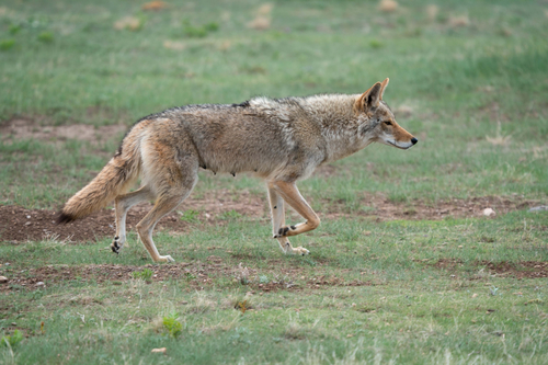 Coyote photographed in South Dakota