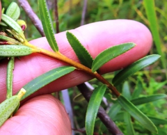 Adenandra fragrans