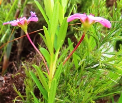 Adenandra fragrans
