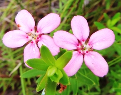 Adenandra fragrans