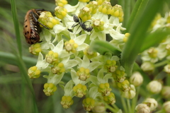 Xysmalobium involucratum