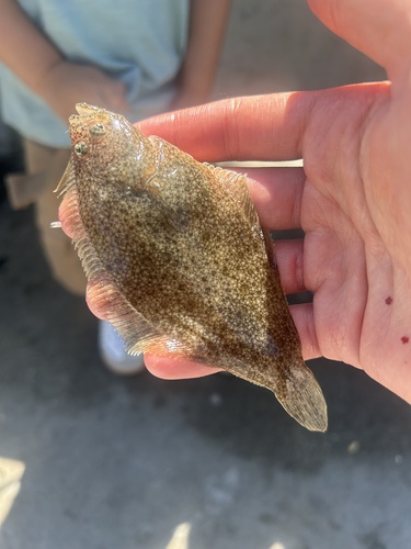 Pacific sand sole (Psettichthys melanostictus) — Pleuronectidae — 3