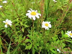 Osmitopsis osmitoides