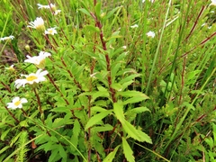 Osmitopsis osmitoides