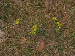 Alyssum montanum gmelinii