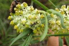 Xysmalobium involucratum