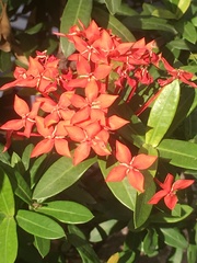 Ixora coccinea