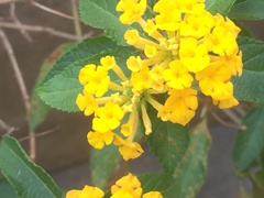 Lantana camara