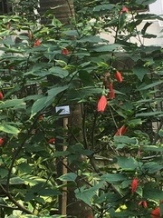 Malvaviscus penduliflorus