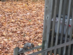 Sciurus carolinensis