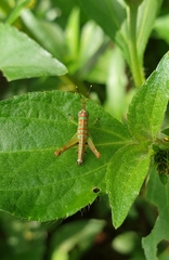 Pirithoicus ophthalmicus