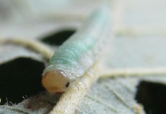 Nematinus fuscipennis