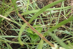 Xysmalobium involucratum