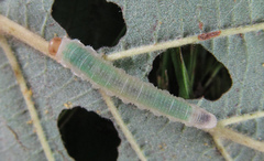 Nematinus fuscipennis