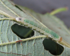 Nematinus fuscipennis