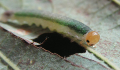 Nematinus fuscipennis