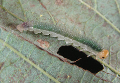 Nematinus fuscipennis