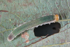 Nematinus fuscipennis