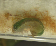 Nematinus fuscipennis