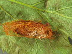 Nematinus fuscipennis