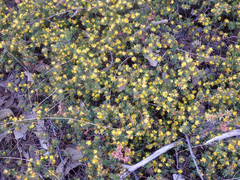 Pultenaea involucrata