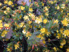 Pultenaea involucrata