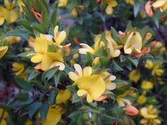 Pultenaea involucrata