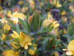 Pultenaea involucrata