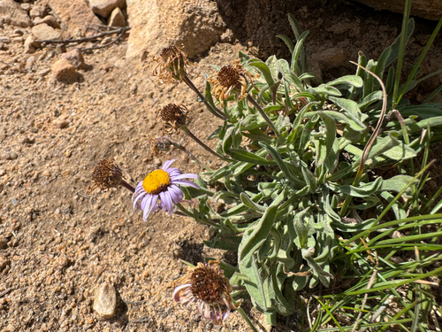 Uinta Mountain Fleabane (Erigeron goodrichii)
