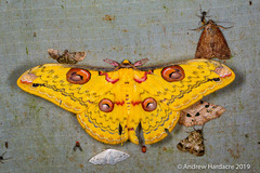 Loepa siamensis malayensis