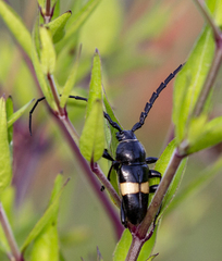 Lissonotus flavocinctus